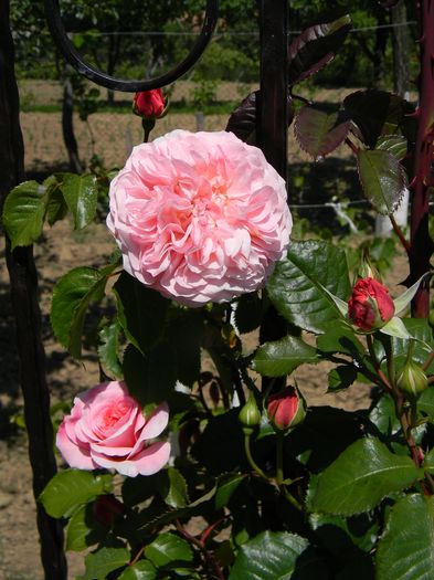 Rose de Tolbiac