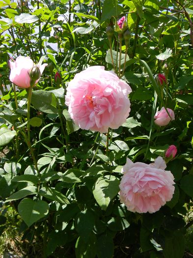 Cottage rose - Trandafiri 2016