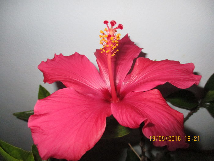 IMG_3026 - Florile mele in mai 2016