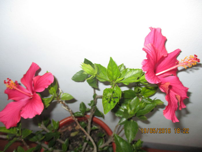 IMG_3028 - Florile mele in mai 2016