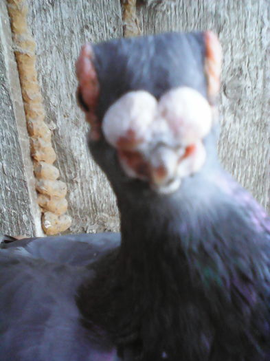 IMG_faţă   BARB  POLONEZ - SELECTIV