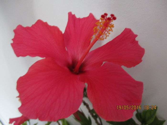 IMG_3041 - Florile mele in mai 2016