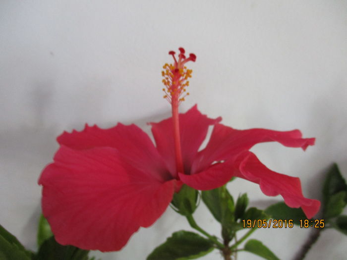IMG_3042 - Florile mele in mai 2016