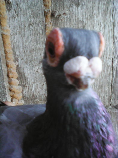 IMG_20160521_192816 - SELECTIV