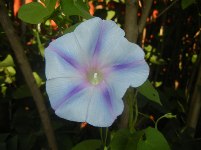 Morning Glory_Ipomoea (2015, Aug.15)