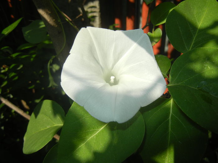 Morning Glory_Ipomoea (2015, Aug.15) - ZORELE Ipomoea