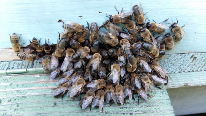 albinele unui prieten; pastoral la salcâm 23mai2016(foamete)au scos trantori  afara
