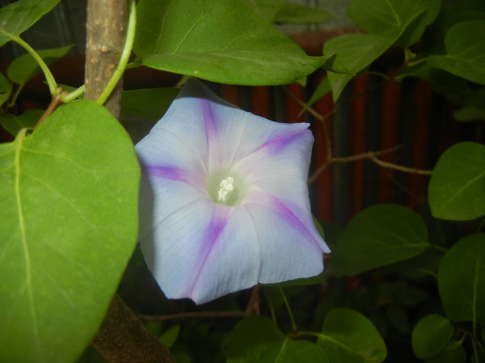 Morning Glory_Ipomoea (2015, Aug.17)