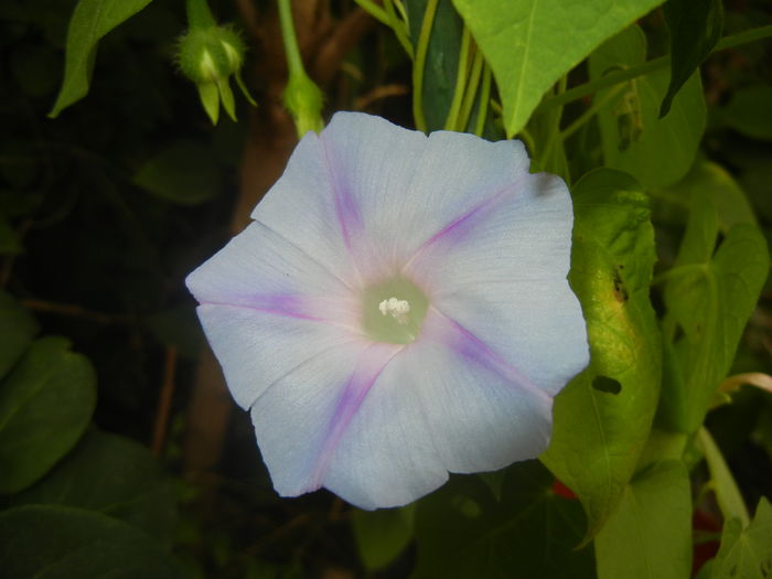 Morning Glory_Ipomoea (2015, Aug.17)