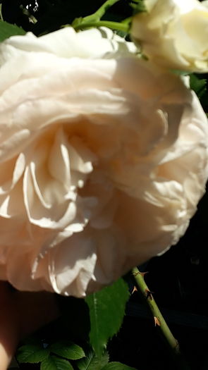 20160523_092102 - eden rose