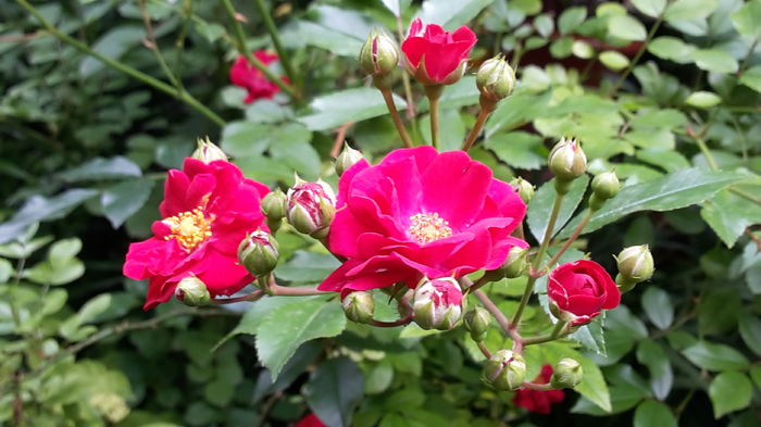 20160524_115604 - cataratori rosii flori mici