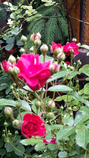 20160524_115556 - cataratori rosii flori mici
