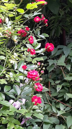 20160524_115622 - cataratori rosii flori mici