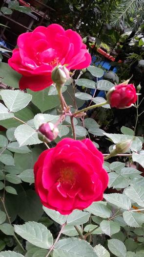 20160524_115615 - cataratori rosii flori mici