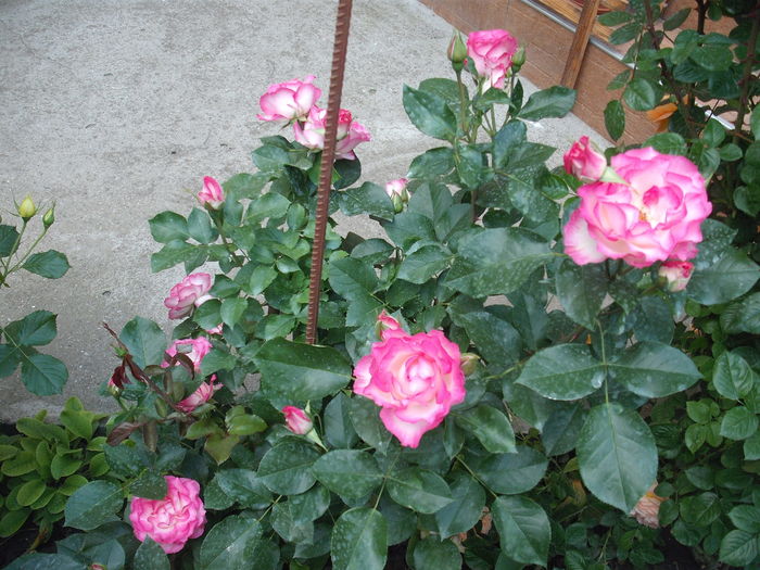 DSCF5315 - Bordure Rose