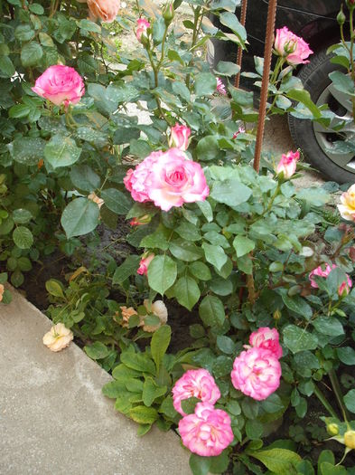 DSCF5379 - Bordure Rose