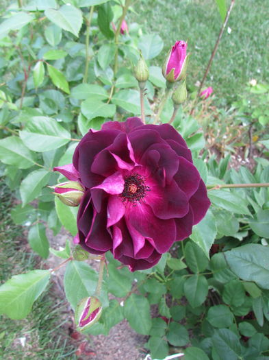 Burgundy Ice