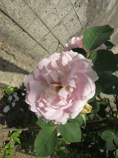 Great Maidens' Blush