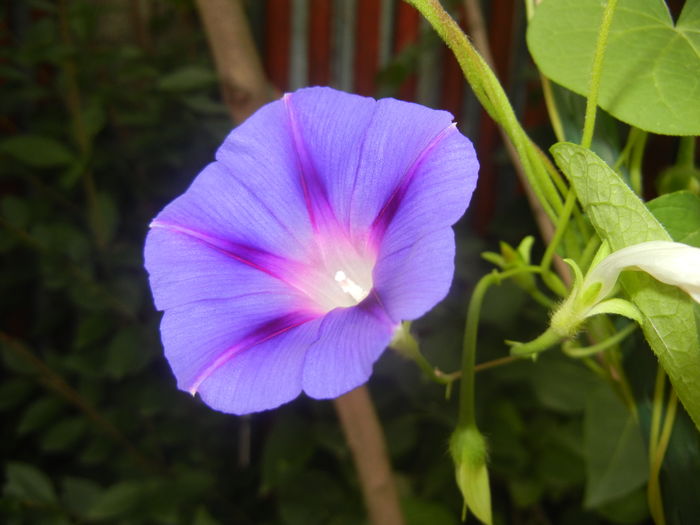 Morning Glory_Ipomoea (2015, Aug.18)