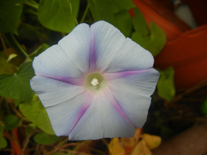 Morning Glory_Ipomoea (2015, Aug.18) - ZORELE Ipomoea