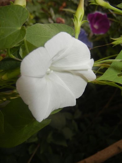 Morning Glory_Ipomoea (2015, Aug.18) - ZORELE Ipomoea