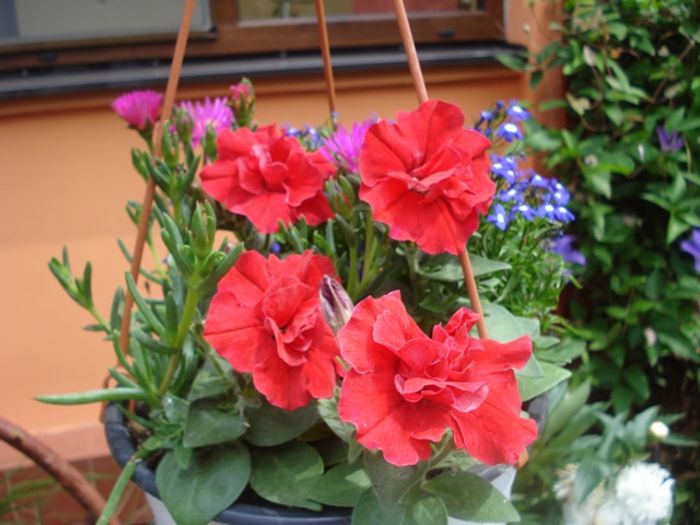 prin curte (13) - b 2016 - in exterior