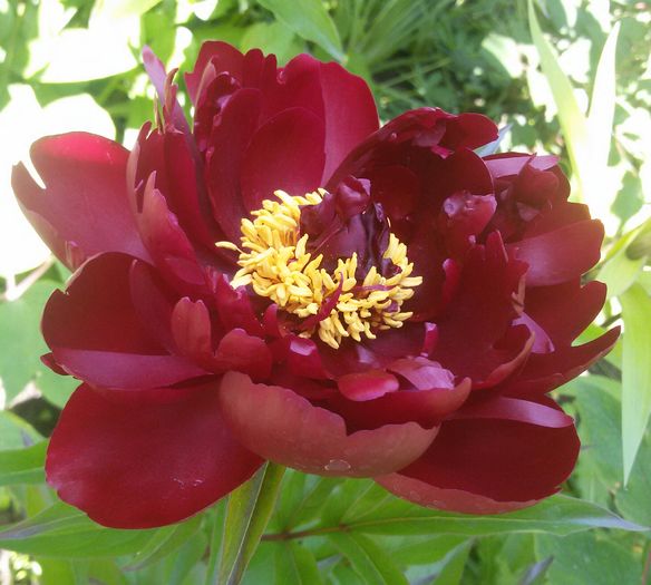 Buckeye Belle - bujori 2016