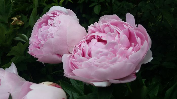sarah bernhardt - bujori 2016