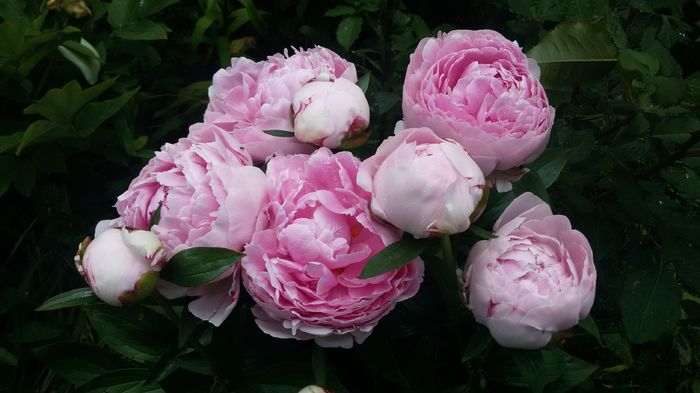 sarah bernhardt - bujori 2016