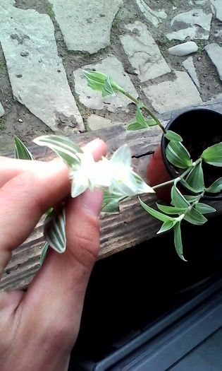 IMG_20160524_145204 - Tradescantia fluminensis variegata