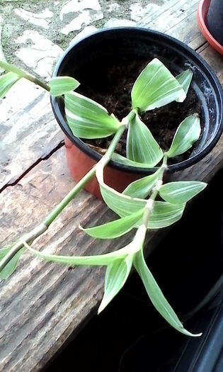 IMG_20160524_145218 - Tradescantia fluminensis variegata