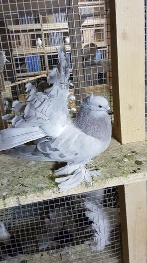 20160523_235405 - PUISORI 2022