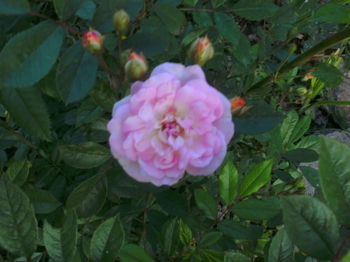 ghiseline de feligonde