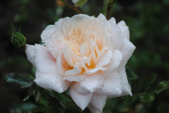 Nadine Xella Ricci - 2016 trandafiri -I