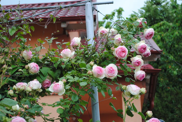 Eden Rose - 2016 trandafiri -I