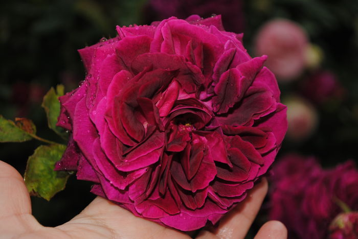 Munstead Wood - 2016 trandafiri -I