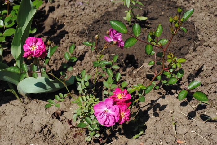 Purple rain, cat de mare s-a facut