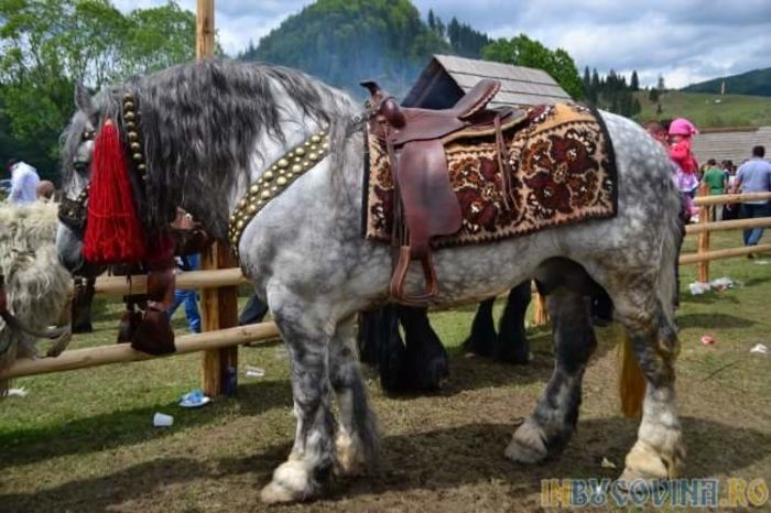 FB_IMG_1464082073609 - C Pentru cei care le plac aceste animale