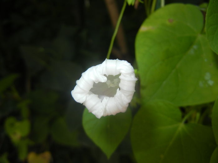 Morning Glory_Ipomoea (2015, Aug.26) - ZORELE Ipomoea