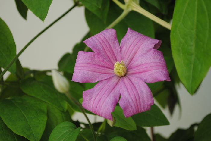 clematis Comtesse de Bouchard - 2016 trandafiri -I