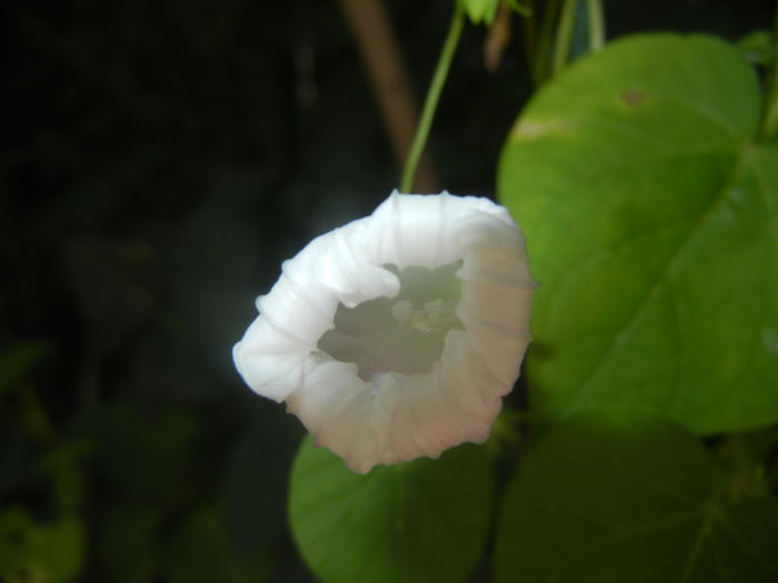 Morning Glory_Ipomoea (2015, Aug.26)