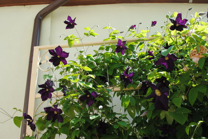 clematis Romantika - 2016 trandafiri -I