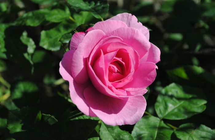 Gertrude Jekyll - 2016 trandafiri II