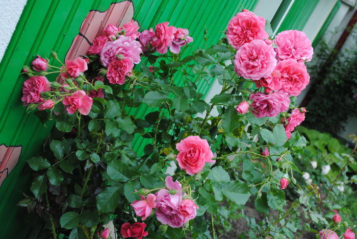 Rosarium Uetersen(anul2)
