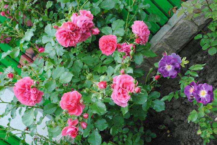 Rosarium Uetersen si Rhapsody in Blue
