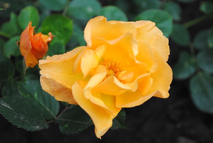 l'elegante du pyla,prima floare :))