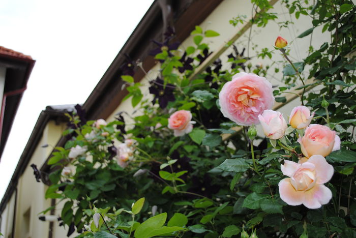 Abraham DArby si Romantika
