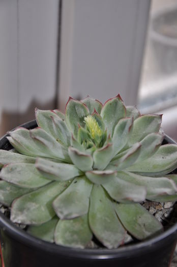 echeveria pulidonis - echeveria