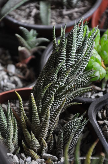 haworthia bachata