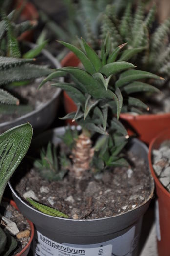 DSC_9760 - Plante suculente